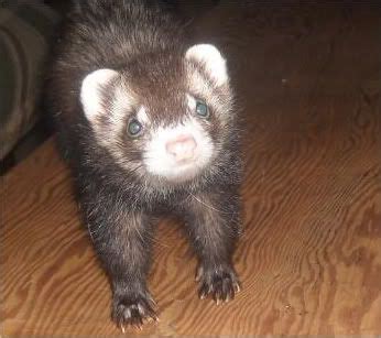 Ferret Colors and Patterns