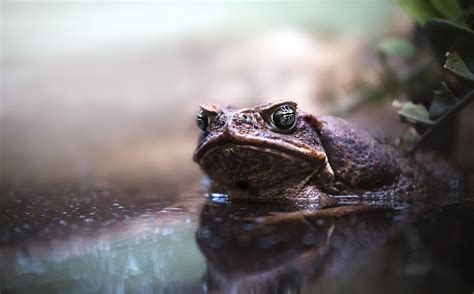 Download Water Amphibian Reflection Animal Toad HD Wallpaper