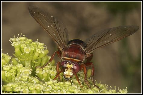 Vespidae identification , Natura Mediterraneo | Forum Naturalistico