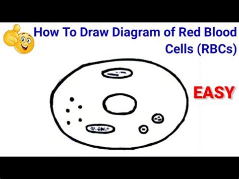 Red Blood Cell Diagram