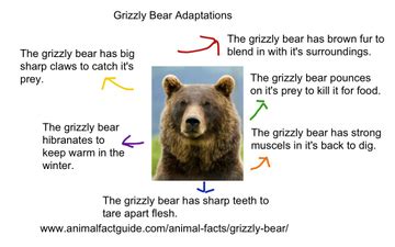 Grizzly Bear Adaptations | Educreations