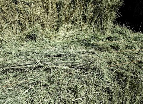 Bermuda Grass Hay For Sale — Conway Feed & Supply