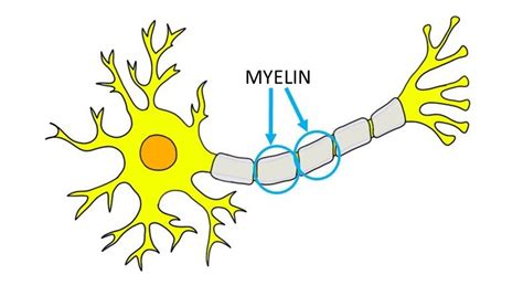 Myelin - definition