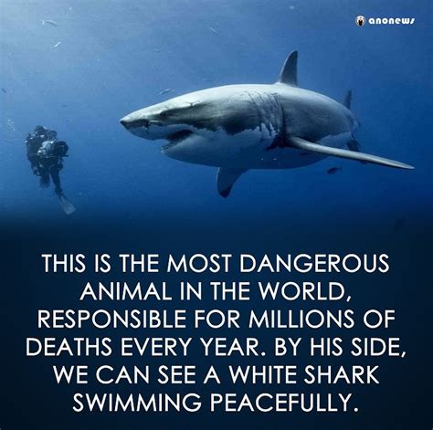 SAVE OUR SHARKS | Shark facts, White sharks, Misunderstood shark