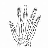 Human Hand Anatomy coloring Page  Download Print Or Color Online For Free sketch template