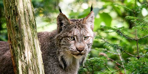 Canada Lynx | National Wildlife Federation