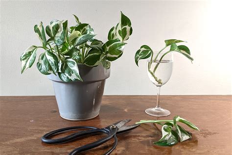 Propagating a Pothos Plant | STAG & MANOR