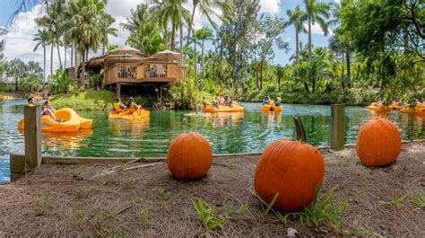 10 Places To Go Pumpkin Picking In And Around Miami This Fall - Secret Miami