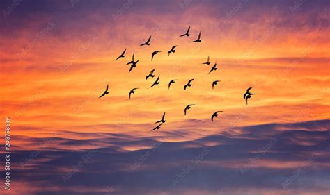 birds flying into sunset sky Stock Photo | Adobe Stock