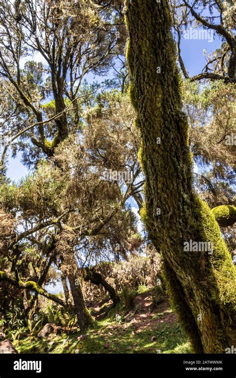 ethiopia bale mountains nationalpark Stock Photo - Alamy