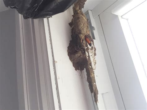 Pests We Treat - Mud daubers build huge nest in bedroom - Bee & wasp ...