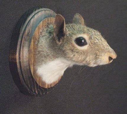 SQUIRREL TROPHY HEAD real animal rogue taxidermy by ChimeraCurio