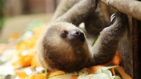 CUTE: Baby sloth at feeding time! - YouTube