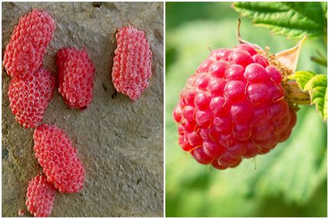 Poisonous Insect Eggs or Raspberries? The TikTok Trend Explained - Newsweek