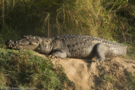 Wild Nepal - Celebrating Nepal's wildlife - Wildlife of Nepal - Wild Nepal