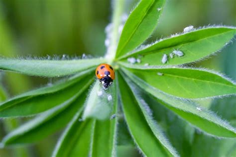 Insects Need Our Help To Survive, Says The Wildlife Trusts