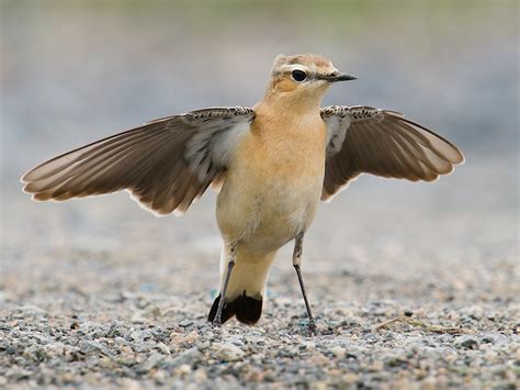 Northern Wheatear in Shanghai - Shanghai Birding 上海观鸟