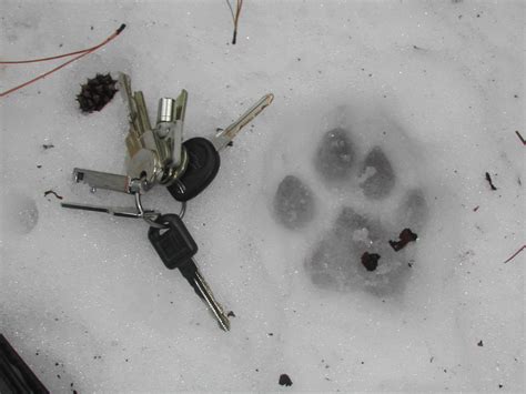 Cougar Identification - Western Wildlife Outreach