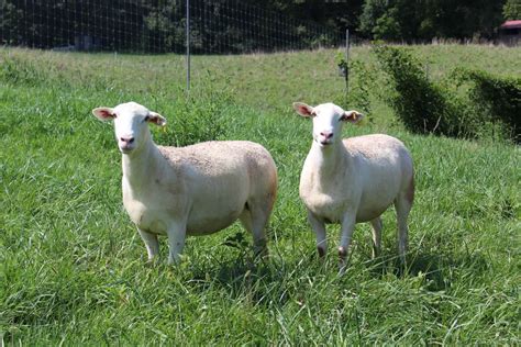 White Dorper Sheep - Biltmore Livestock - Asheville, North Carolina