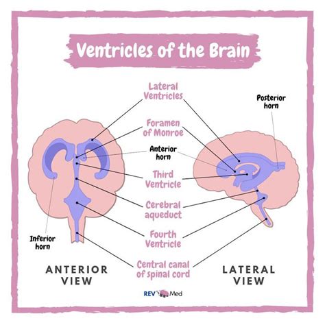 Ventricular System - MEDizzy