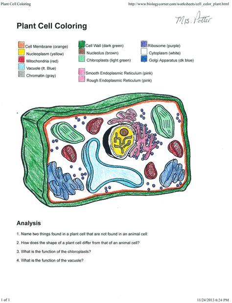 Plant Cell Coloring Worksheet Key — db-excel.com