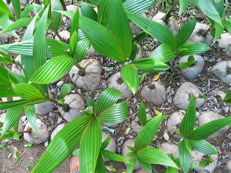 An invention for clonal propagation for coconut to enhance the conservation and sustainable use ...