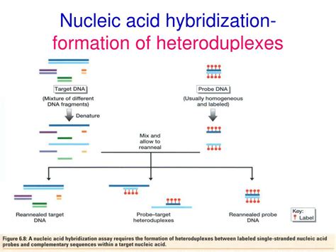 PPT - CHAPTER SIX Nucleic acid hybridization: principles and applications PowerPoint ...