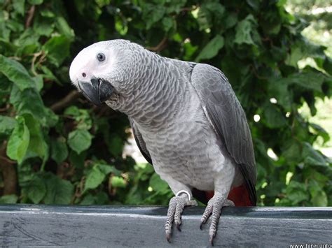 HD Animals: gray parrot wallpaper