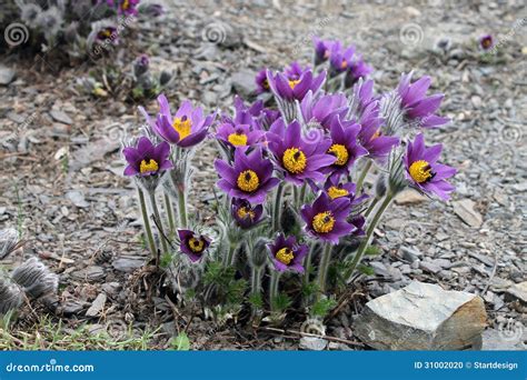 Flowering Pulsatilla stock photo. Image of flower, medical - 31002020