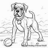Boxer Dogs Coloring Pages  Free & Printable sketch template