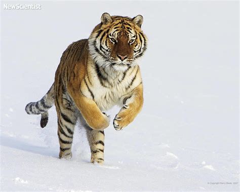 Amur Tiger Snow - Amur Tigers Wallpaper (27124228) - Fanpop