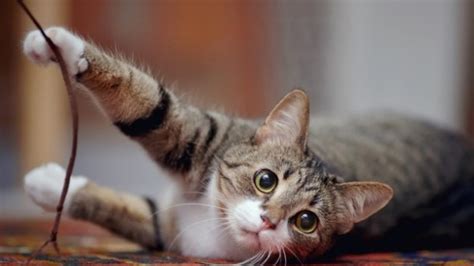 Is Declawing Cats Illegal? | PetMD