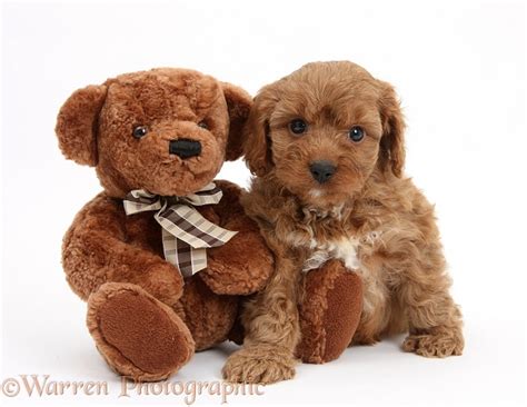 Dog: Cavapoo pup, 6 weeks old, and soft teddy bear photo WP22798