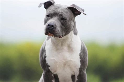 10 Blue Colored Dog Breeds - True Blue Dogs Explained - PlayBarkRun