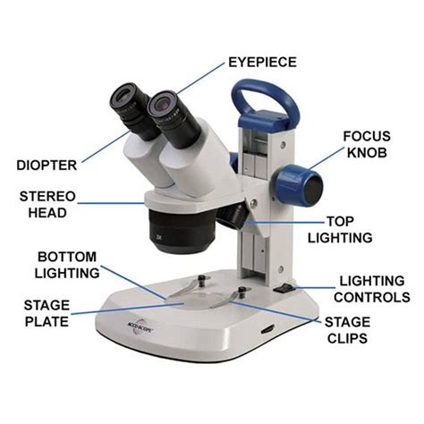 Dissecting Microscope Uses - New York Microscope Company