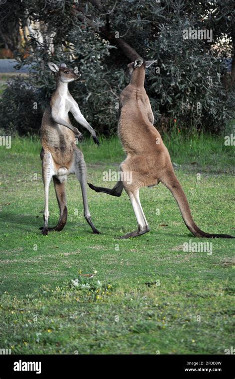 Kangaroos fighting hi-res stock photography and images - Alamy