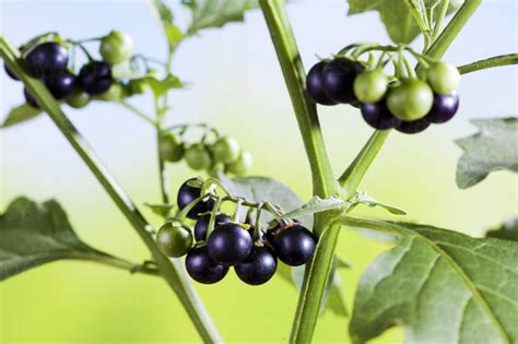 Black nightshade, Solanum nigrum, poisonous plant, ripe and unripe ...