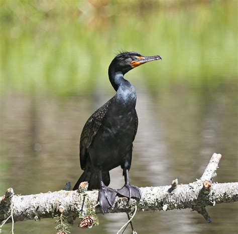 Pictures and information on Double-crested Cormorant