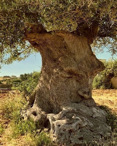 Albero di ulivo: pianta e frutto dell'ulivo