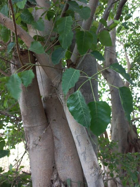 Peepal Tree Image with Green Leaf Stock Image - Image of green, leaf ...