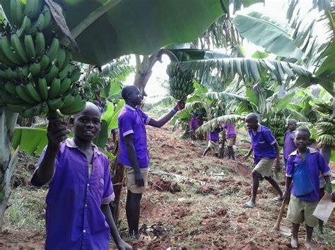 Banana Plantation at Mwirembe/St. Paul’s School | Suitcases for Africa