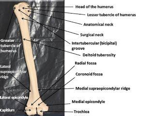 Spiral groove | Bone and joint, Joint, Acromioclavicular joint