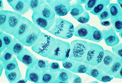 Plant cell mitosis, light micrograph - Stock Image - B215/0056 - Science Photo Library