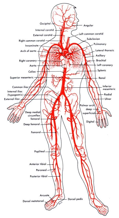 Arteries And Veins Of The Body | Home Design | Human body anatomy, Body ...