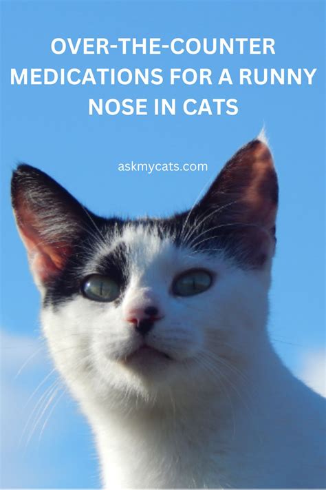 Effective Home Remedies for Cat Runny Nose: Stop the Sniffles