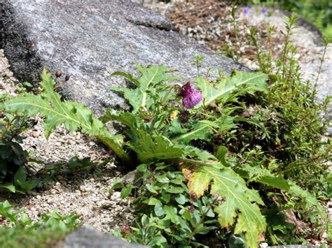 Cirsium purpuratum | Cirsium purpuratum | Flower Database