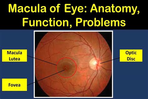 Macula Lutea of the Eye: Anatomy, Function, & Problems | Health Kura