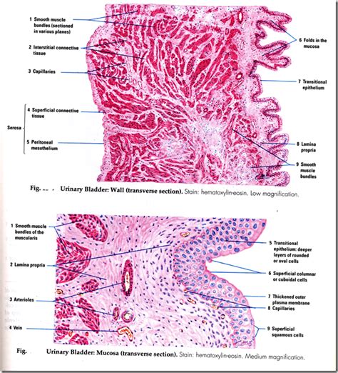 Urinary Bladder Histology Cross Section Urethra Tissue