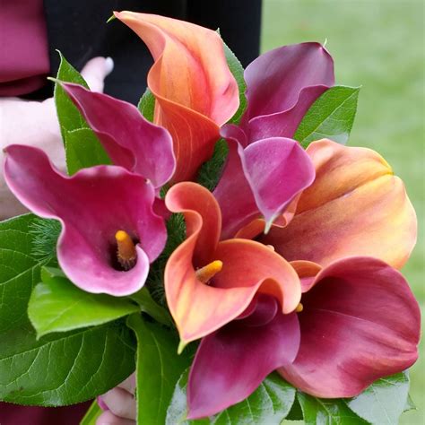 Calla Lily Tropical Sunset Collection – Easy To Grow Bulbs