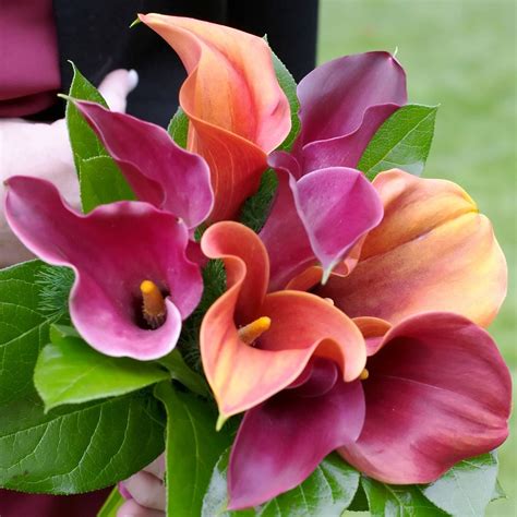 Calla Lily Tropical Sunset Collection – Easy To Grow Bulbs